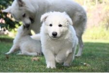 Logo für Everlasting Shadows Logo für Everlasting Shadows