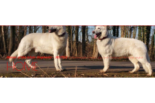 Logo für Heroes Of The White Shepherds – HOTWS Logo für Heroes Of The White Shepherds – HOTWS