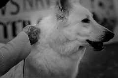 50-IMG_3413